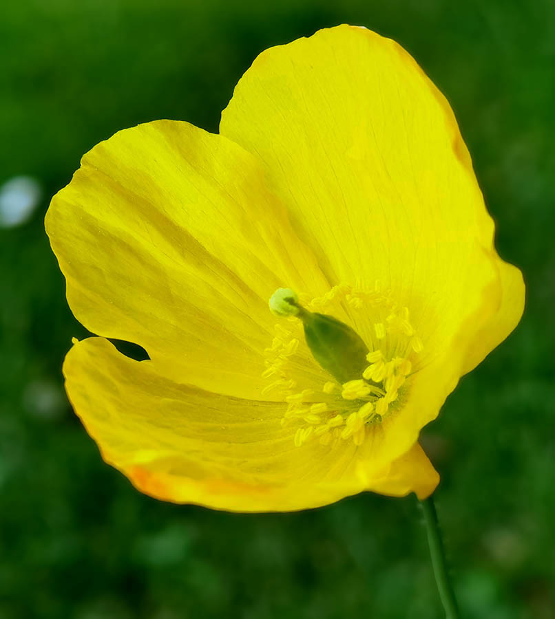 Meconopsis cambrica photo